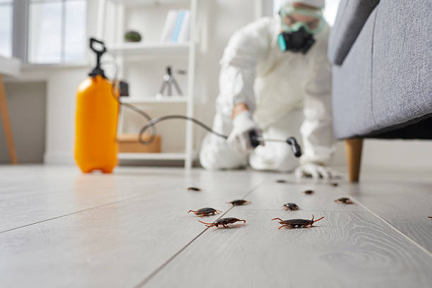 Commercial Kitchen Cockroach Control in Walls